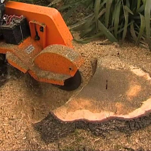 stump-grinding-augusta-ga